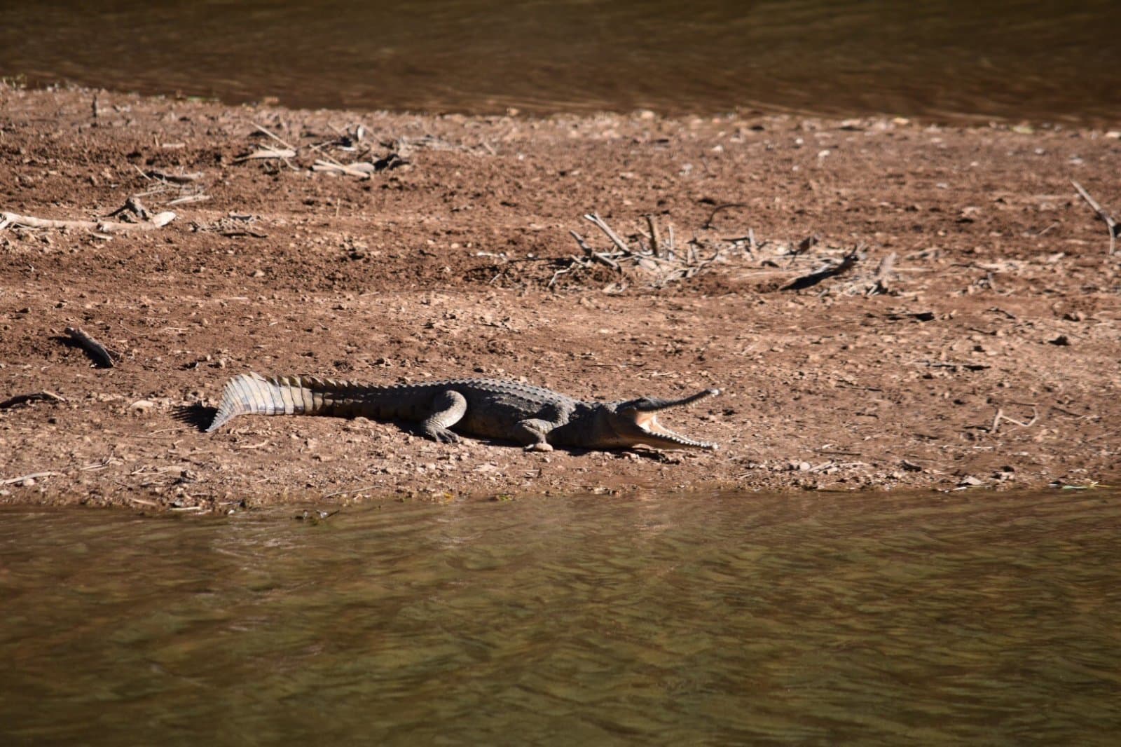 Fresh Water Crocodile