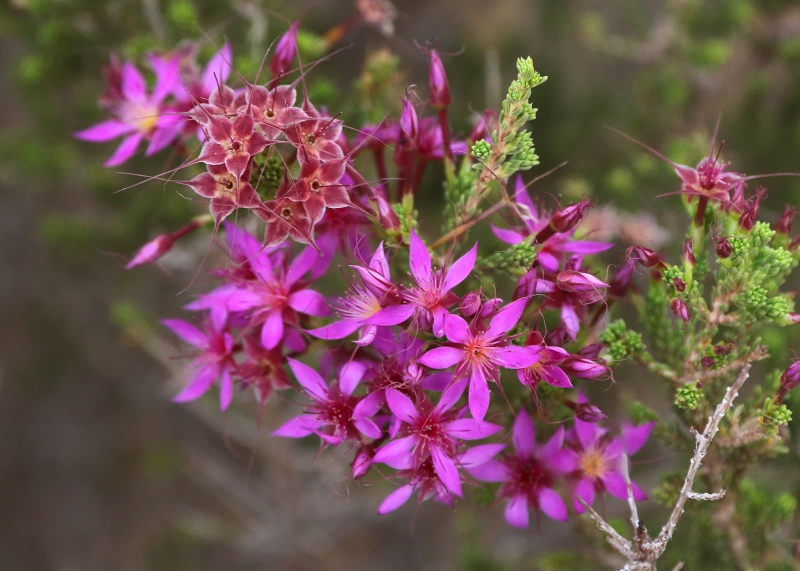Vibrant Colours