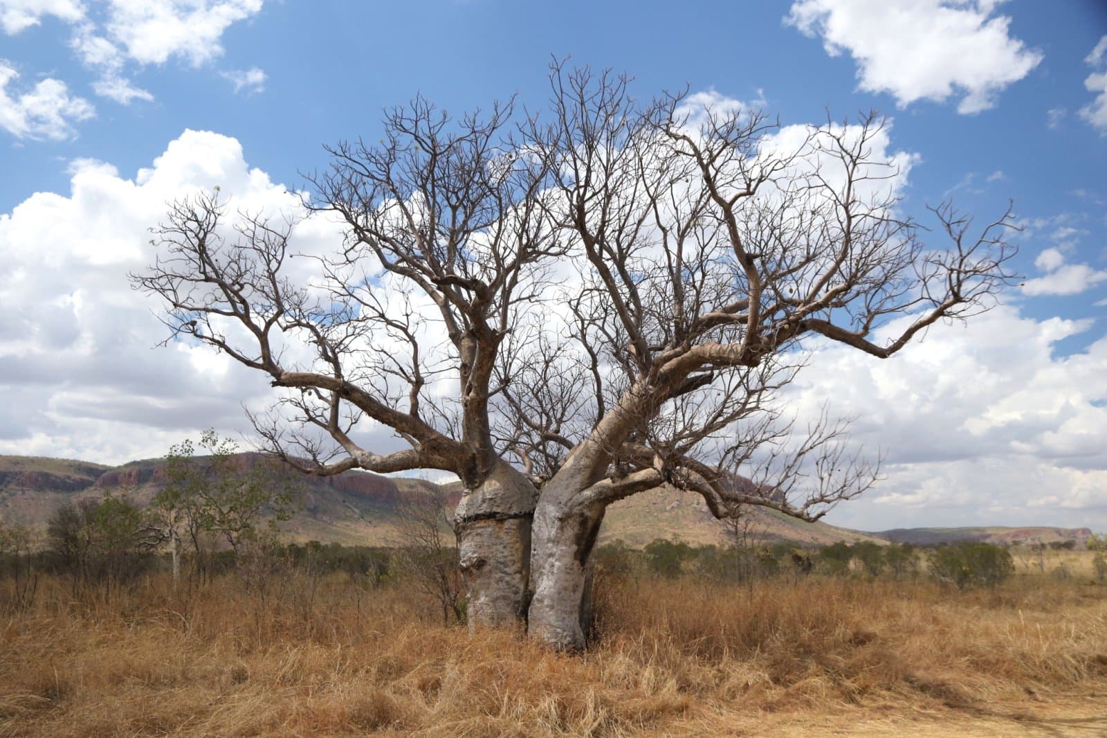 Land of the Boab