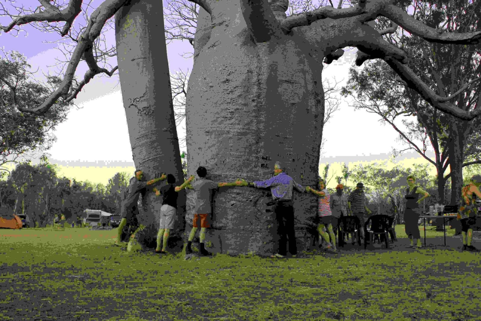 Ancient Boab Tree