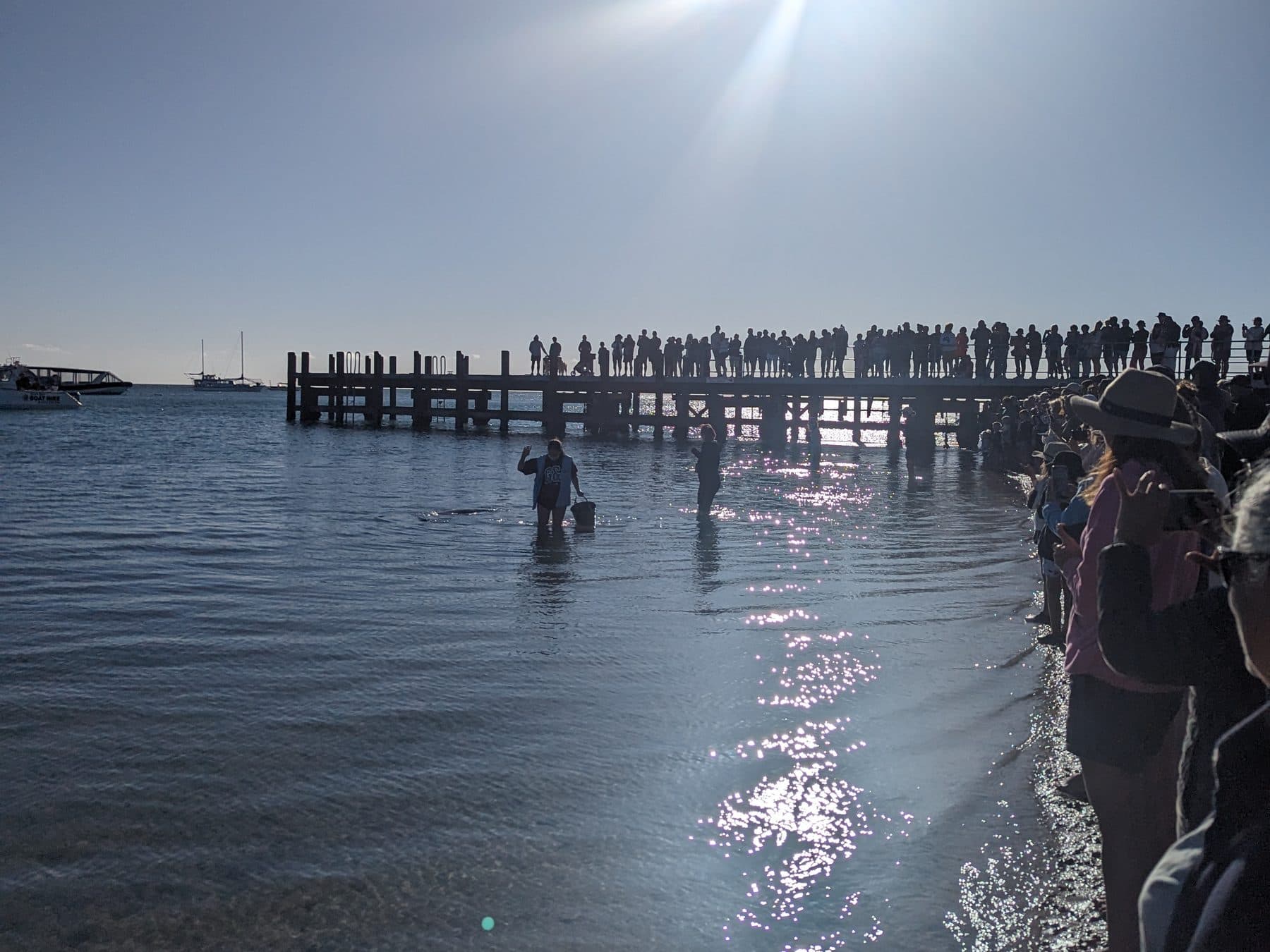 Visitors lining the shore and jetty at Monkey Mia as a ranger wades out for the morning dolphin visit