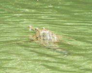 Fresh Water Croc