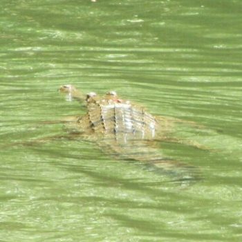 Fresh Water Croc
